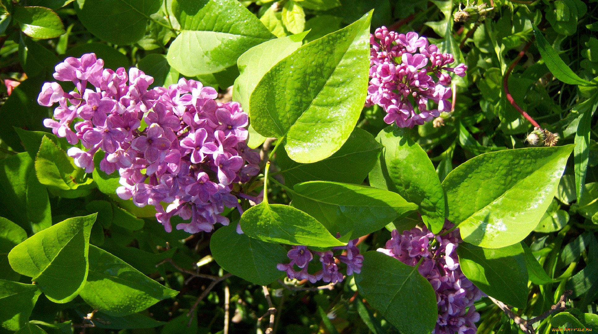 Сирень персидская фото описание. Сирень Персидская (Syringa persica). Сирень Персидская и обыкновенная. Сирень обыкновенная Радж Капур.